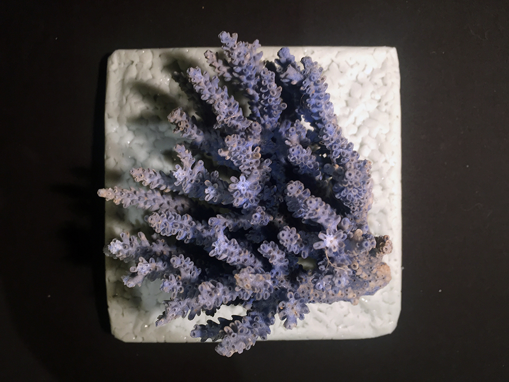 HDPE Pellet Cast & Coral